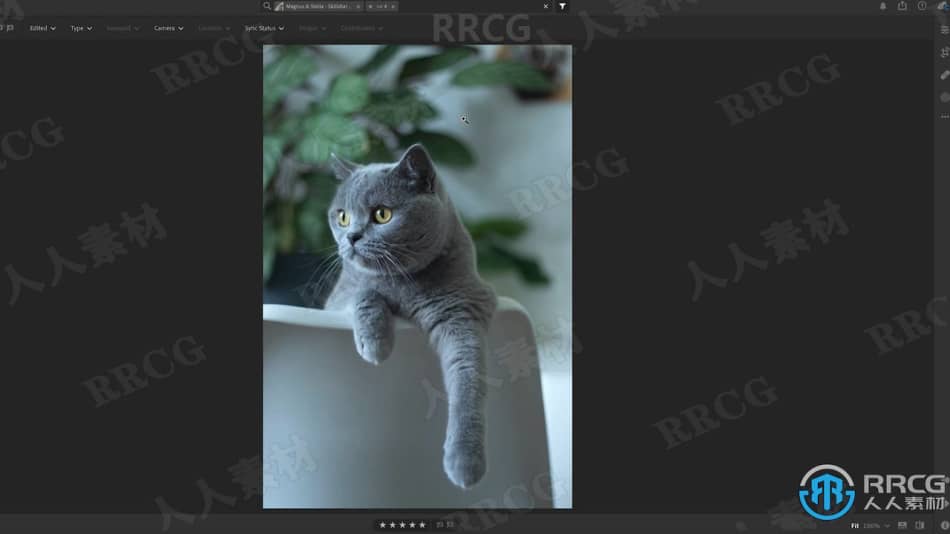 可爱宠物构图照明捕捉移动瞬间拍摄技巧工作流程视频教程 摄影 第8张