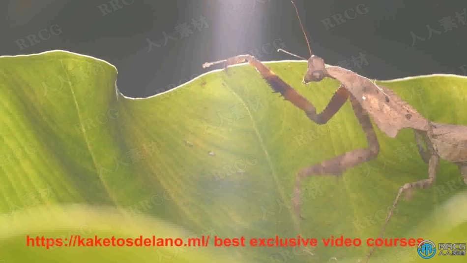 大自然昆虫动物摄影技巧集后期修饰工作流程视频教程 PS教程 第12张
