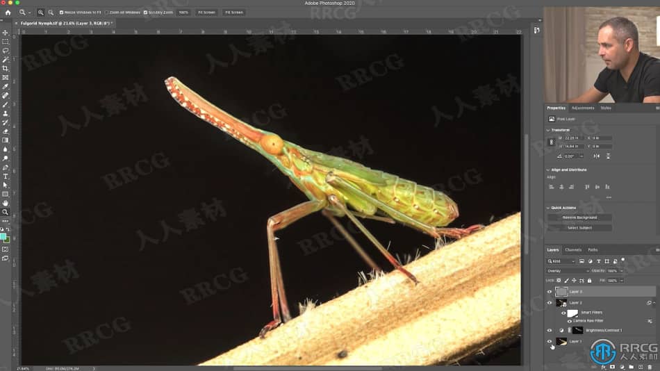 大自然昆虫动物摄影技巧集后期修饰工作流程视频教程 PS教程 第6张