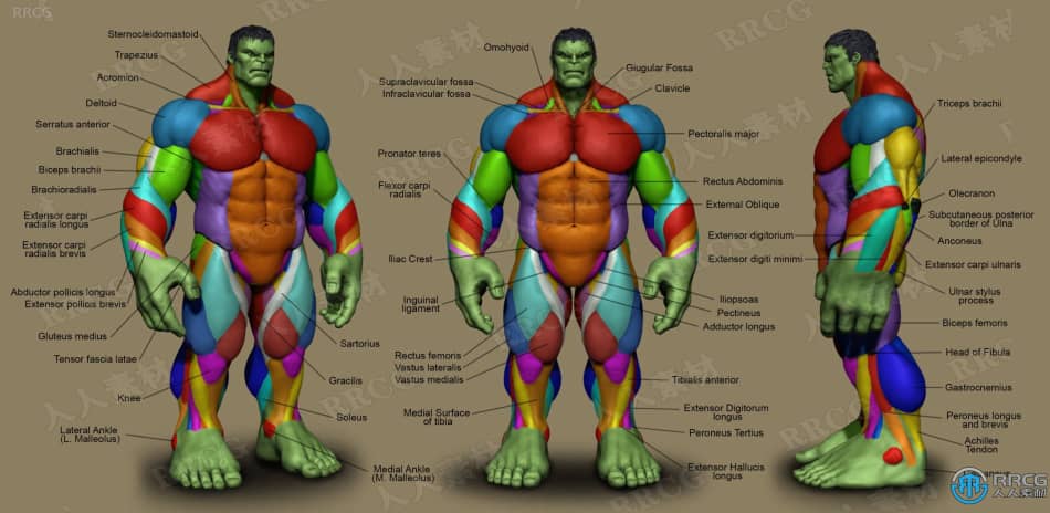Zbrush超级英雄绿巨人完整雕刻制作训练视频教程 3D 第3张
