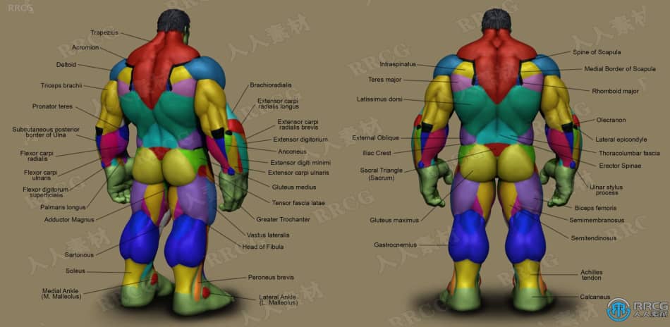 Zbrush超级英雄绿巨人完整雕刻制作训练视频教程 3D 第7张