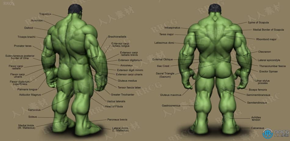 Zbrush超级英雄绿巨人完整雕刻制作训练视频教程 3D 第6张