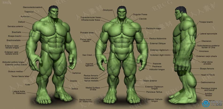 Zbrush超级英雄绿巨人完整雕刻制作训练视频教程 3D 第5张