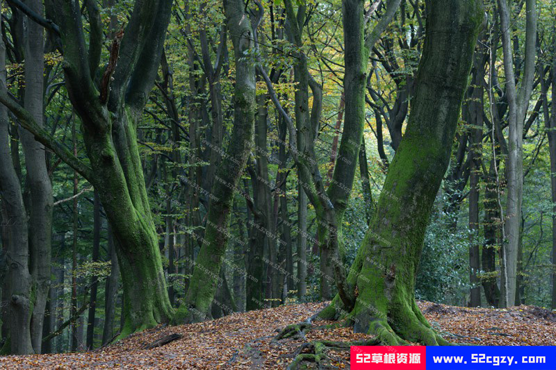 【中英字幕】风光摄影师 Daniel Laan '重返黑暗森林'风光摄影后期全流程 摄影 第2张