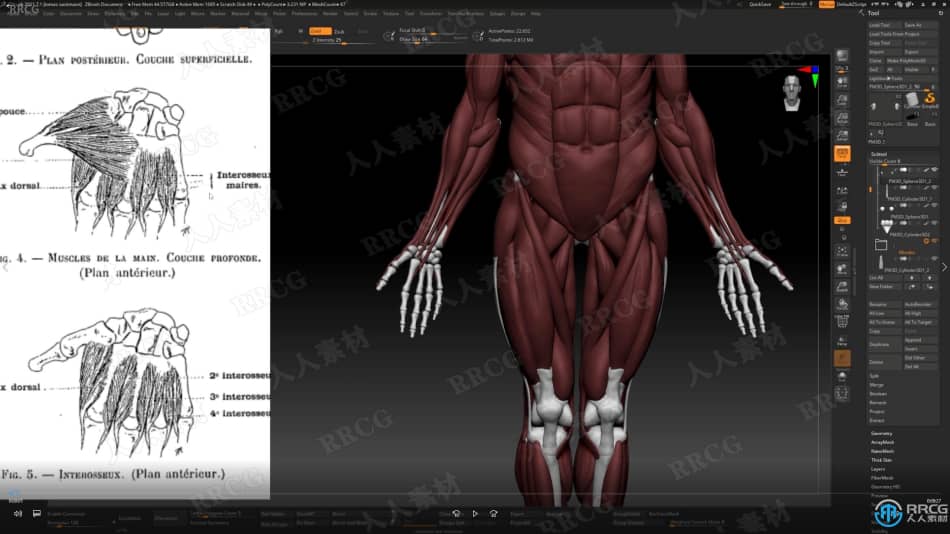Zbrush逼真3D人体角色制作大师级视频教程 3D 第5张
