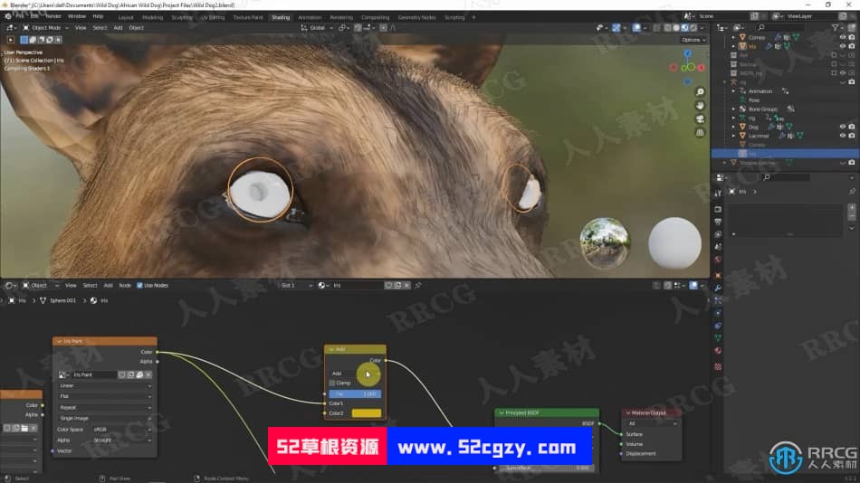 Blender非洲野狗逼真动物完整制作流程视频课程 3D 第18张