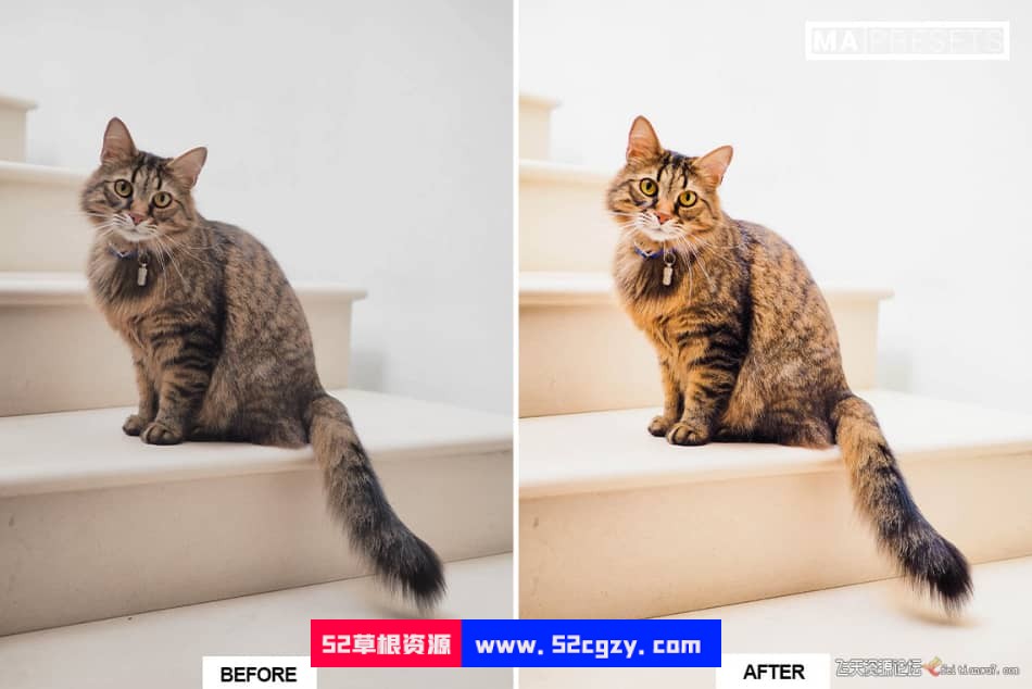 猫咪宠物摄影调色LR预设 CAT – Mobile & Desktop Lightroom Presets LR预设 第11张