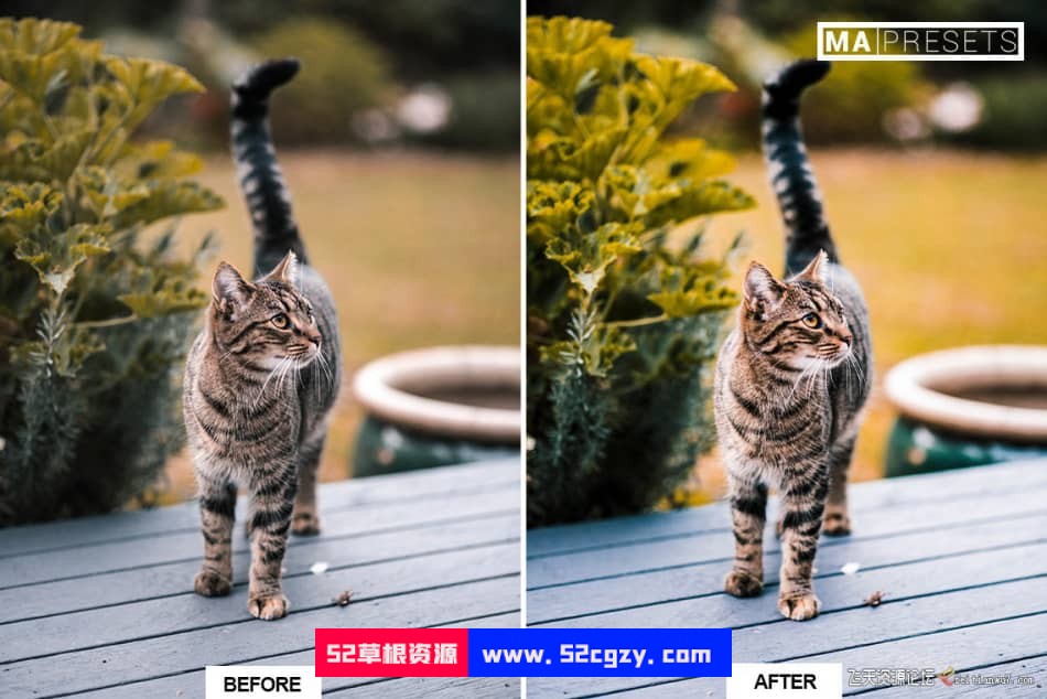 猫咪宠物摄影调色LR预设 CAT – Mobile & Desktop Lightroom Presets LR预设 第10张