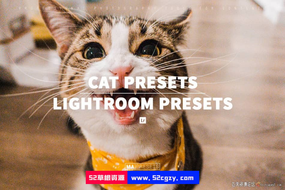 猫咪宠物摄影调色LR预设 CAT – Mobile & Desktop Lightroom Presets LR预设 第1张