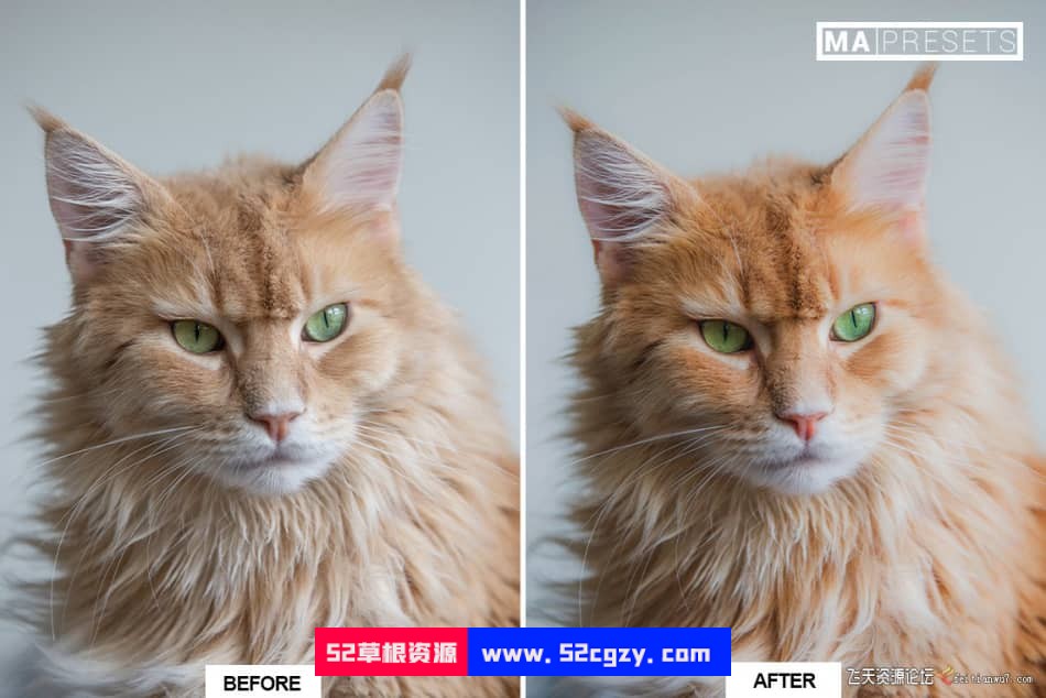 猫咪宠物摄影调色LR预设 CAT – Mobile & Desktop Lightroom Presets LR预设 第9张