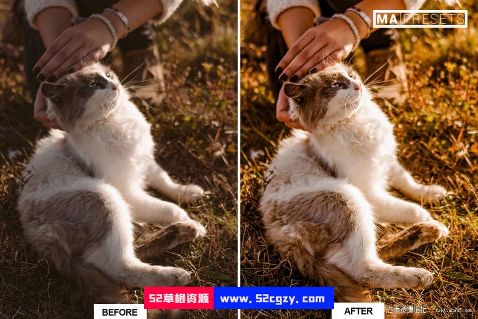 猫咪宠物摄影调色LR预设 CAT – Mobile & Desktop Lightroom Presets LR预设 第5张