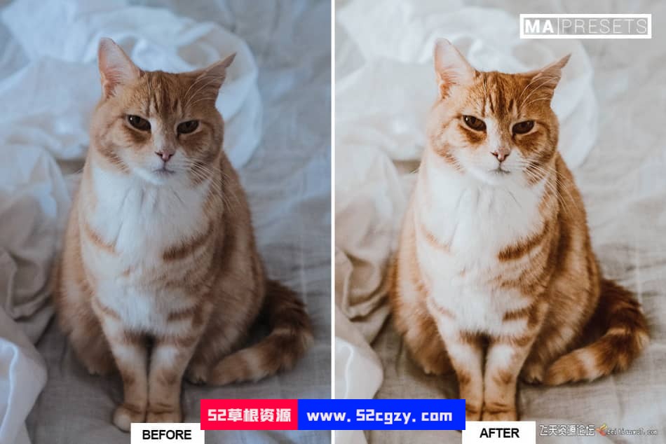 猫咪宠物摄影调色LR预设 CAT – Mobile & Desktop Lightroom Presets LR预设 第3张