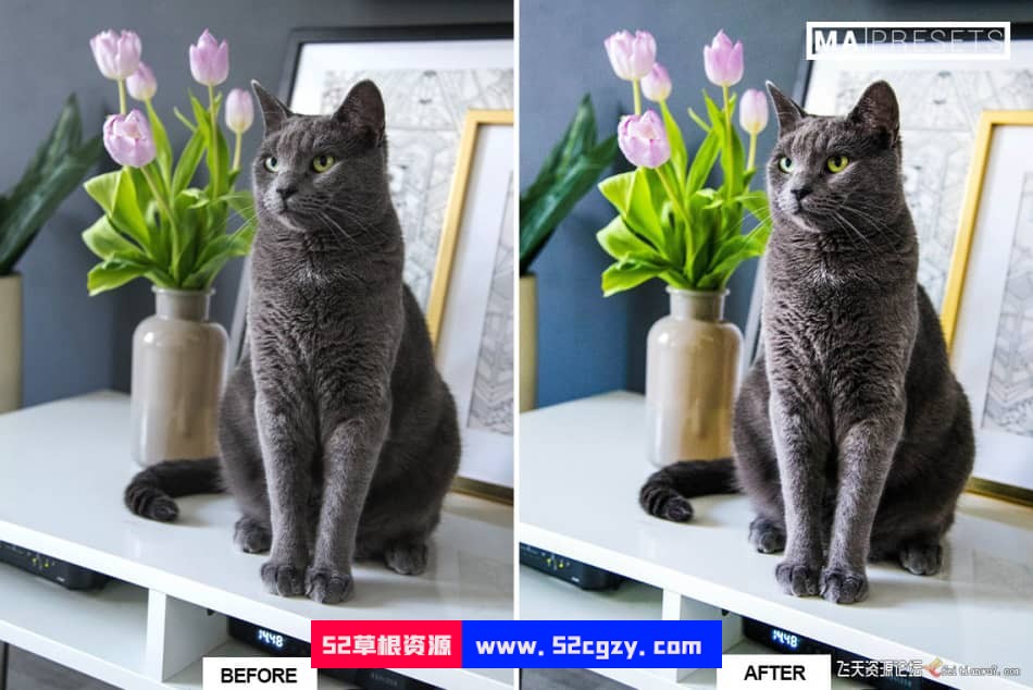 猫咪宠物摄影调色LR预设 CAT – Mobile & Desktop Lightroom Presets LR预设 第7张