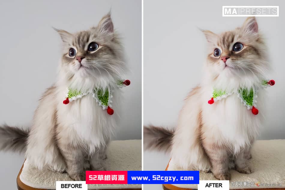 猫咪宠物摄影调色LR预设 CAT – Mobile & Desktop Lightroom Presets LR预设 第6张