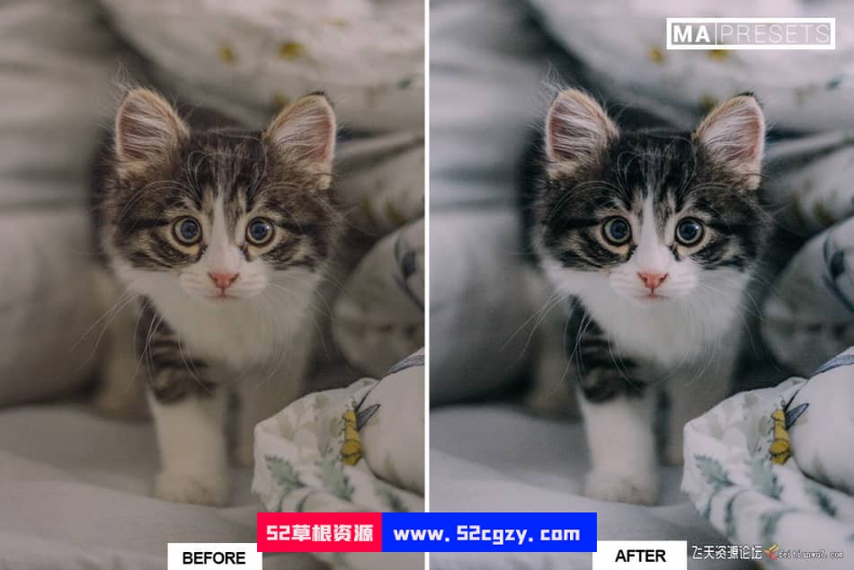 猫咪宠物摄影调色LR预设 CAT – Mobile & Desktop Lightroom Presets LR预设 第4张