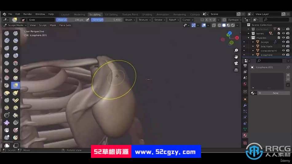 Blender人像雕塑肌肉雕刻3D解剖学大师级视频教程 3D 第7张
