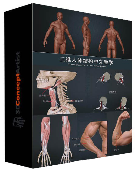 刘慧远三维人体雕刻角色模型从理论到Zbrush实战中文教学 3D 第1张
