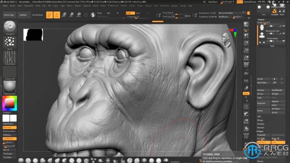 Zbrush逼真黑猩猩角色雕刻制作全流程视频教程 3D 第9张