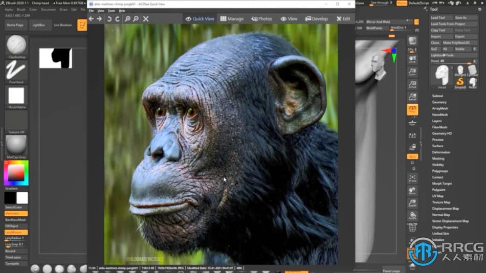 Zbrush逼真黑猩猩角色雕刻制作全流程视频教程 3D 第11张