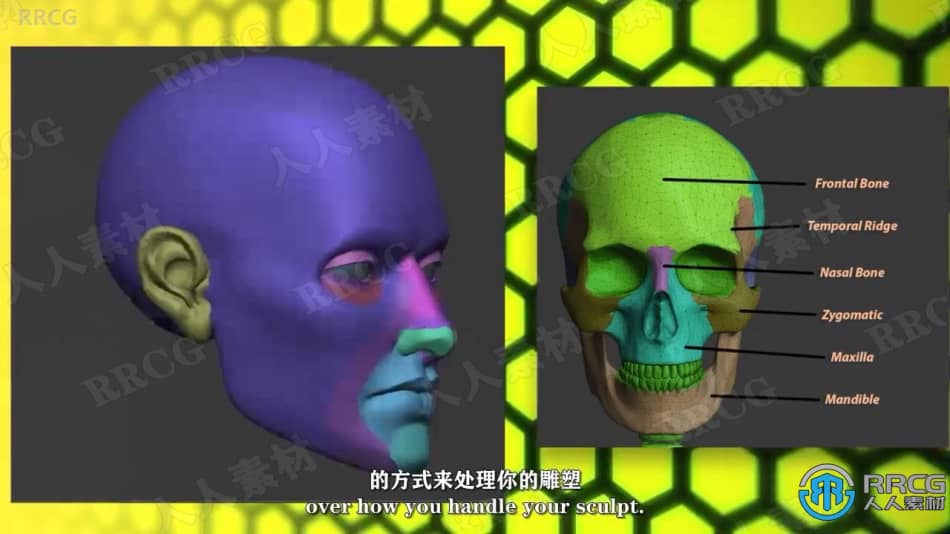 【中文字幕】Zbrush脸部面部雕刻建模全面训练视频教程 3D 第7张