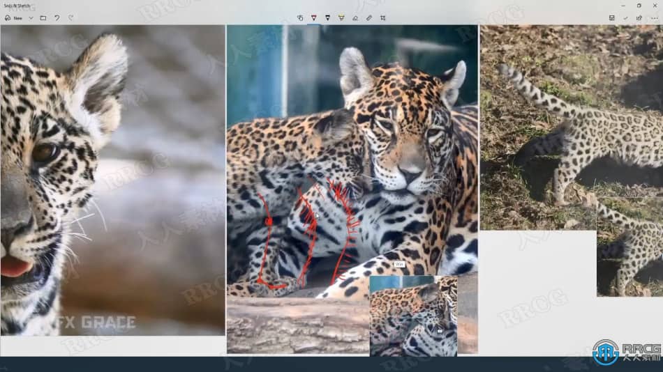 Blender美洲豹动物毛发实例制作视频教程 3D 第13张