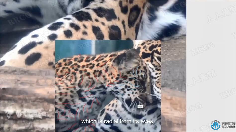 Blender美洲豹动物毛发实例制作视频教程 3D 第18张