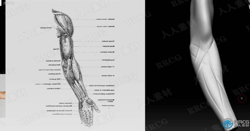 Zbrush人类身体解剖特征雕刻技术视频教程 3D 第7张