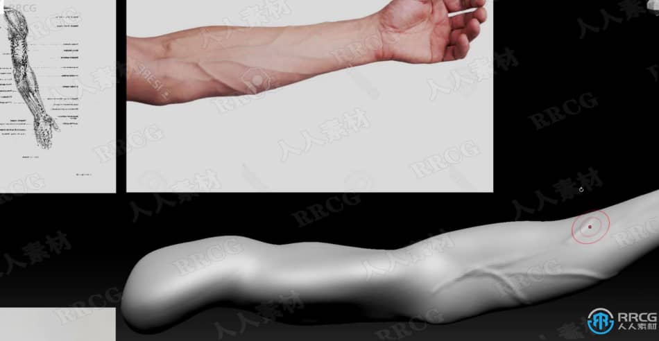 Zbrush人类身体解剖特征雕刻技术视频教程 3D 第8张